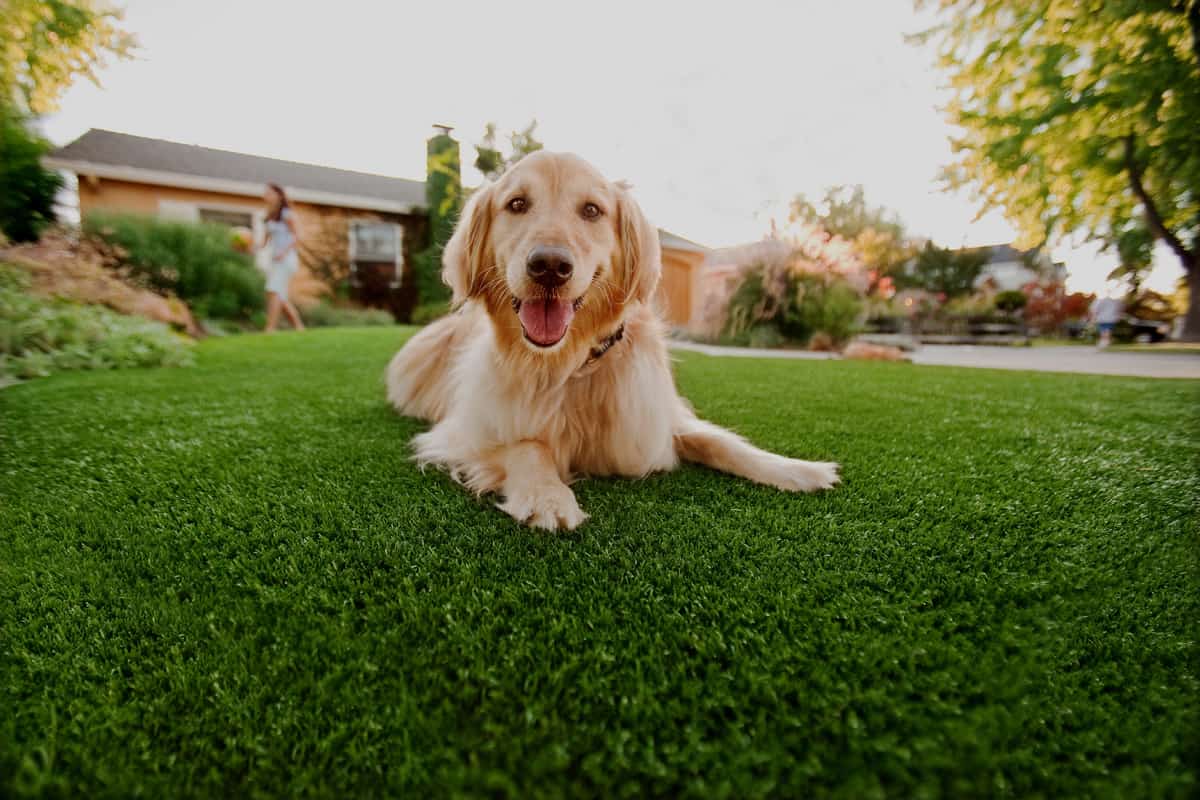 Geograss Best artificial turf company in UAE for pets
